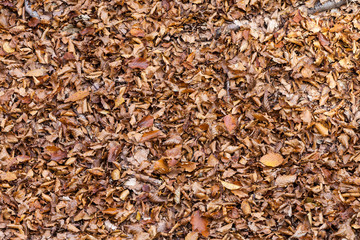 impression of leaves and autumn colors