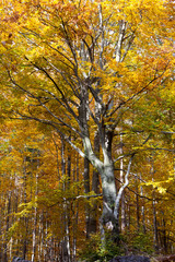 silver-beech tree trunks against the dry leaves