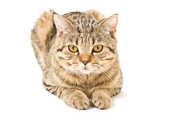 Fototapeta na wymiar Portrait of a Scottish Straight cat