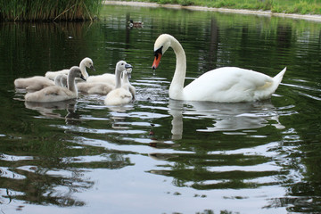 schwäne