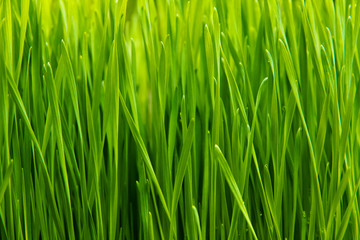 Fototapeta na wymiar close up image of fresh spring green grass