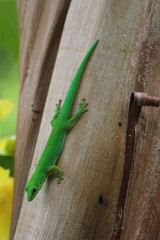 Gecko vert des seychelles
