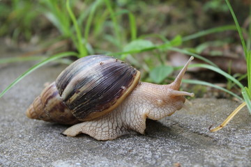 Escargot géant