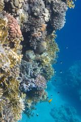 Coral reef