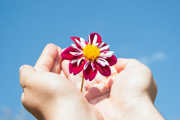 Dahlia flower in hands on blue sky background