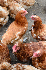 hens