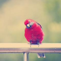 Rosella