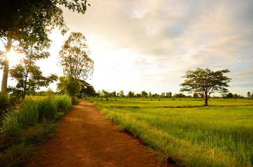 Fototapeta na wymiar Green Rice Fields in the Morning