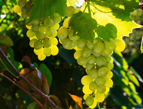 Green grapes on vine with sunset light