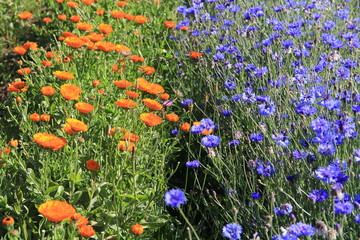 champ de soucis et bleuets