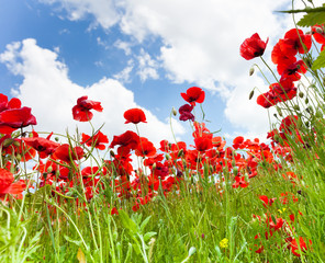 Red poppy flowers from bellow