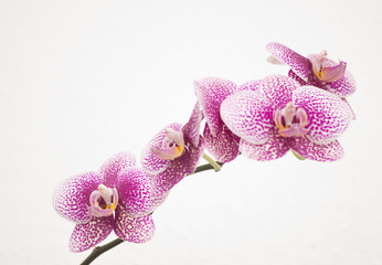 Orchidee