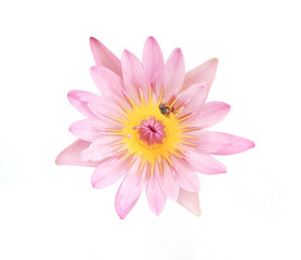 Bee on pink lotus.