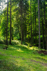 forest glade in  shade of the trees at sunrise