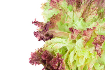 Red lettuce isolated on white.