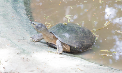 turtle