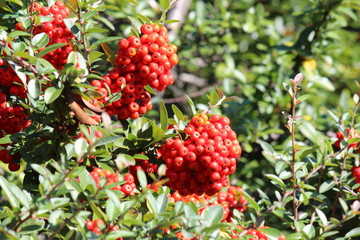 ピラカンサスの真っ赤な実