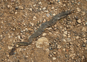 snake skin on road