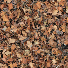 Background group autumn leaves