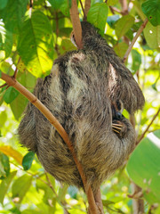 Brown-throated sloth sleeps on a small tree