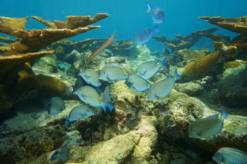 Naklejka na ściany i meble Fish school of Doctorfish in a coral reef