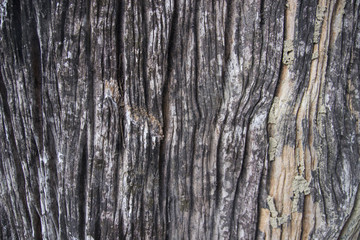 big trunk for background