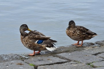 Две утки на берегу озера