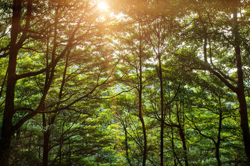 Fototapeta na wymiar Sun through dense woods