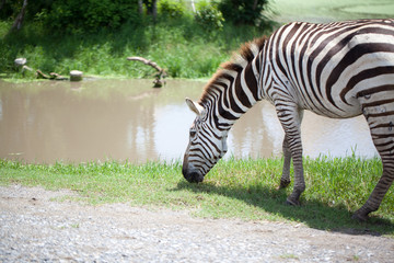 Fototapeta na wymiar Zebras