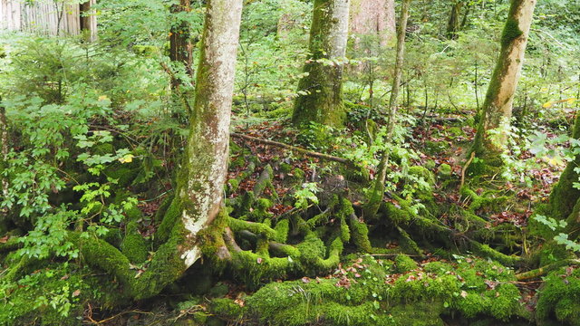 Wurzeln