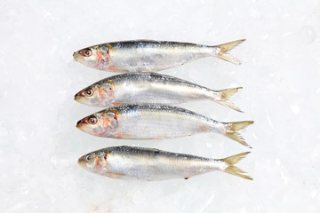 Tuna Fish on Ice background