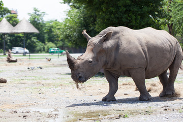 A White Rhinoceros calf in zoo