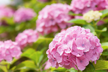 ピンクのアジサイ