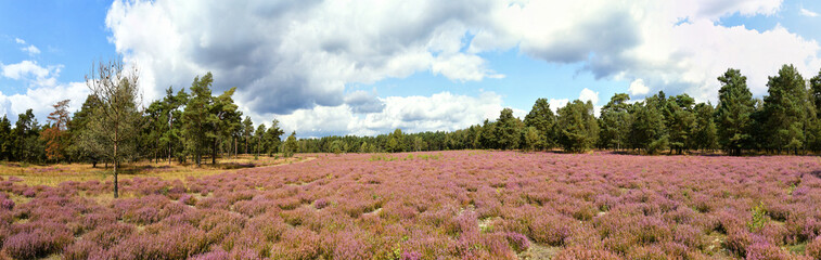 panorama of heide meadow, cloudy sky and trees