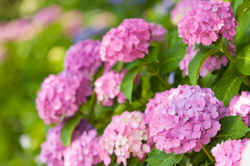 ピンクのアジサイ