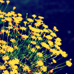 Flowers - instagram filter