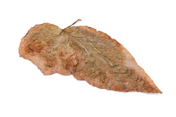 Lonely yellow leaf, isolated on a white background