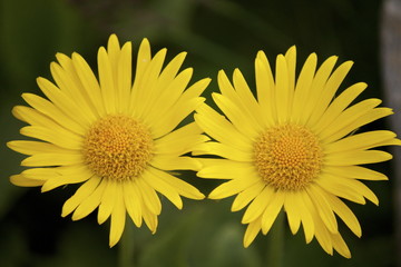 Arnica