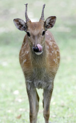 Roe deer