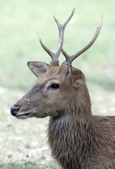 Roe deer