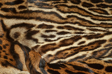 pelliccia di felino esotico