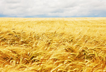 Kornfeld