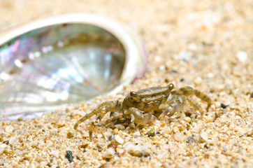 granchio simpatico con conchiglia