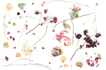 trockenblumen-arrangment