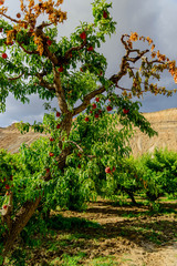 fresh peaches ripening on the orchard tree