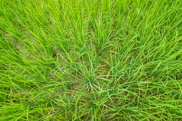 rice field