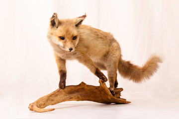 ein Fuchs auf einem Holzstück