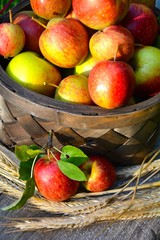 Äpfel im Korb - Apfelernte