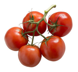 Ripe Tomato isolated on white background