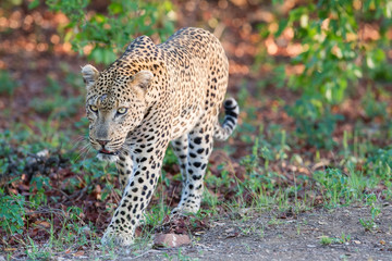 Large male leopard busy marking his territory on tree